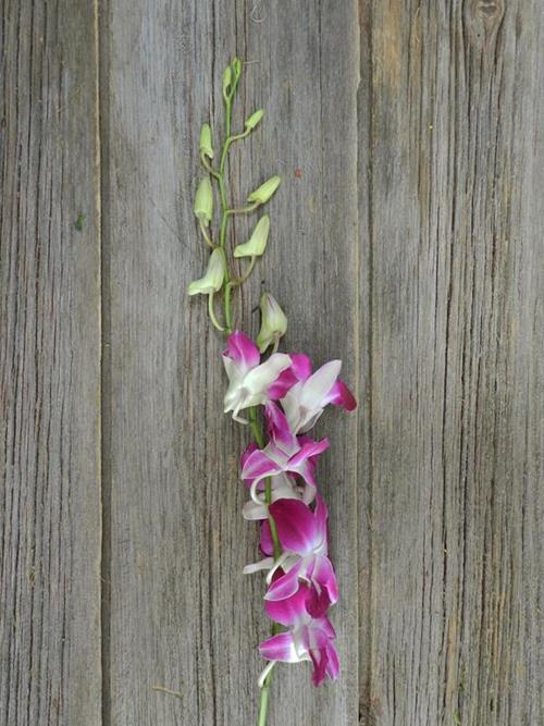 BI-COLOR PURPLE/ WHITE DENDROBIUM ORCHID